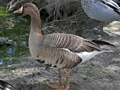 Tule White-fronted Goose